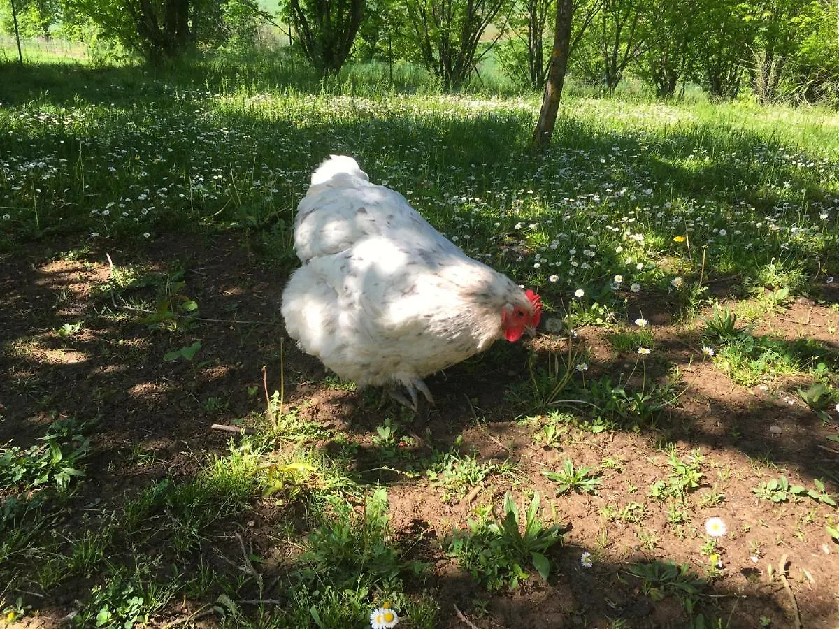 Mas De Sudre Bed & Breakfast Gaillac